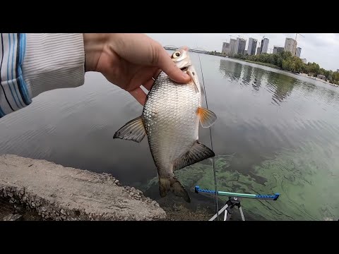 Видео: Осенняя фидерная ловля / Ловля на Днепре в Киеве