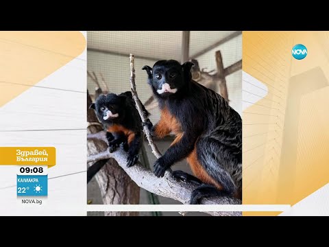 Видео: Новите обитатели на Зоопарка в Бургас: Червено-коремни тамарини