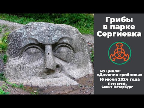 Видео: Грибы в парке Сергиевка. Дневник грибника 16 июля 2024 года.