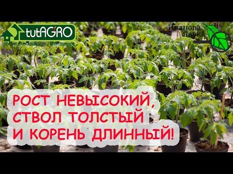 Видео: ОТ ЭТОГО СРЕДСТВА РАССАДА ВЗБОДРИТСЯ, БУДЕТ ПРАВИЛЬНО РАСТИ И ПРИЖИВЕТСЯ! Подкормка без удобрений.