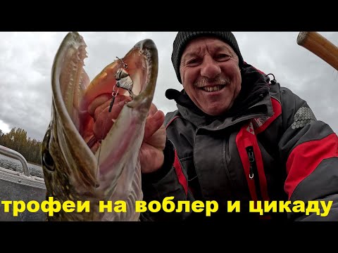 Видео: Магсквад или Мачете. Трофеи на воблер и цикаду.