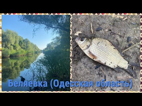 Видео: Ловля карася на поплавок. Рыбалка в Беляевке, река Курудорова