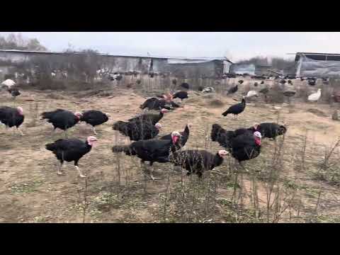 Видео: Моя армия пернатых🦃🐓🦚🕊️🦩🦢🦜