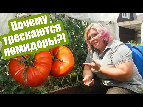 Видео: Трескаются помидоры?! 5 способов это исправить!