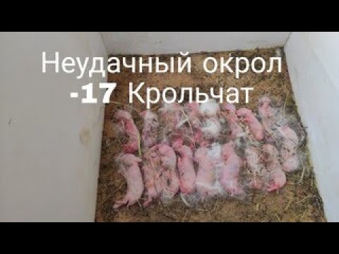 Видео: Кролики. Неудачный окрол!