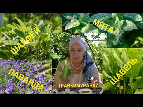 Видео: Летний сезон, травки-муравки.