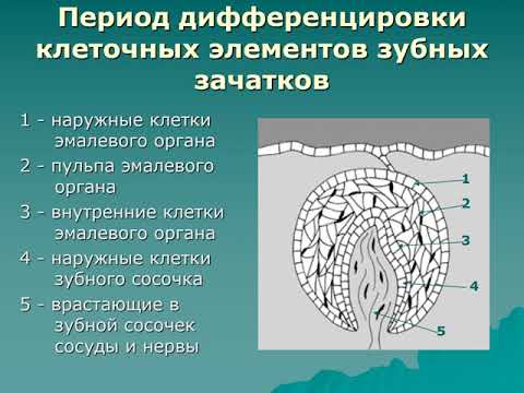 Видео: КЛИНИКО РЕНТГЕНОЛОГИЧЕСКИЕ АСПЕКТЫ ОДОНТОГЕНЕЗА У ДЕТЕЙ для студентов