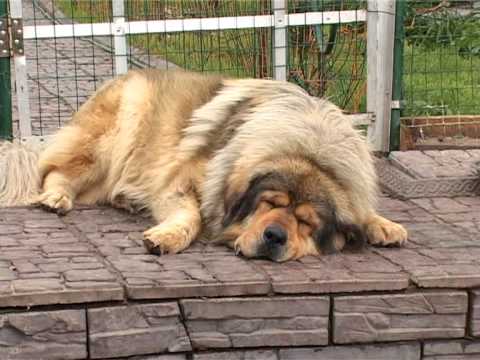 Видео: Нижегородский племенной питомник РКФ.