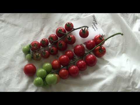 Видео: Томаты 2022  - июль  Лебедева Зоя