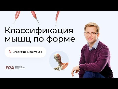 Видео: Классификация мышц по форме | Владимир Меркурьев (FPA)