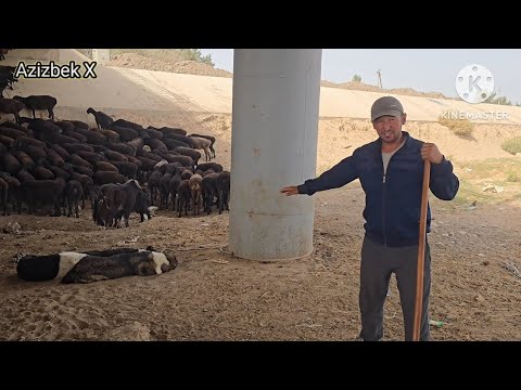 Видео: Қӯйлар яйловдан қайтди, Сотиладиган қӯчқор ва ирғочи қӯзилар бор