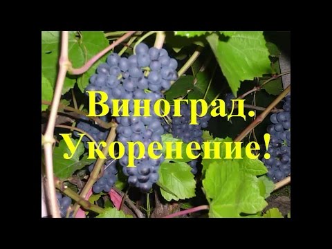 Видео: Виноград  Лучший способ укоренения Саженцы винограда Черенкование, grapes rooting germination