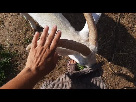 Видео: Каких коз не надо даже даром...