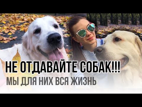 Видео: Жизнь с Бруно #голденретривер 