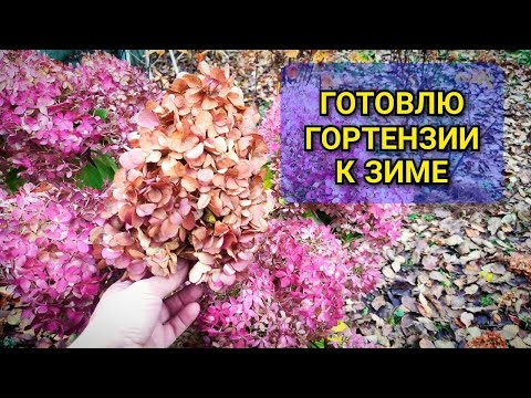 Видео: Как подготовить метельчатую гортензию к зиме: ловите 6 рекомендаций от эксперта 🌸❄️ #garden