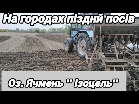 Видео: 7.10.25. Посів оз. Ячменю '' Ізоцель '' на городах.