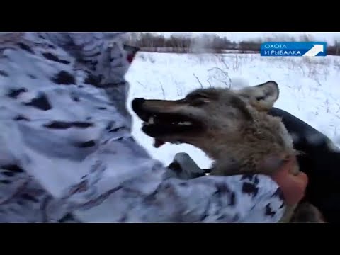 Видео: ШИКАРНАЯ ОХОТА НА ВОЛКА! САМЫЕ МЕТКИЕ СТРЕЛКИ! Охота с Леонидом Костюковым