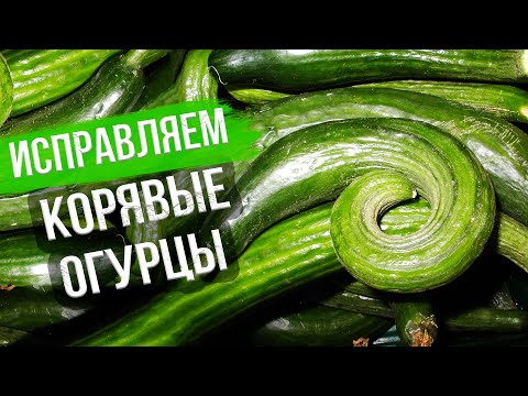 Видео: Почему огурцы кривые? Ошибки в выращивании огурцов