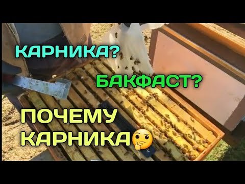 Видео: Почему карника???