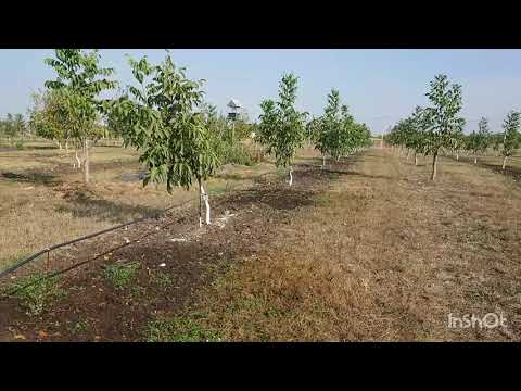 Видео: Хорошее развитие за счёт экономии удобрений.