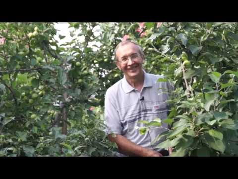 Видео: Яблоневый сад Сергея Пеганова. Прищипка, прививка и защита яблонь