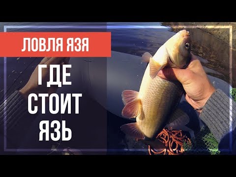 Видео: Места стоянки язя на реке. Техника ловли на спиннинг