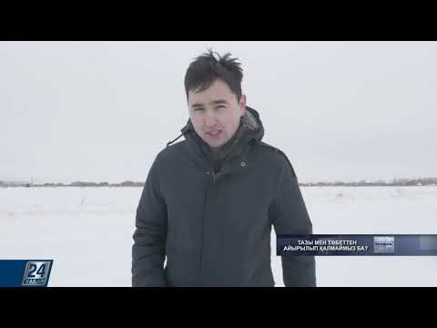 Видео: Тазы мен төбеттен айырылып қалмаймыз ба?
