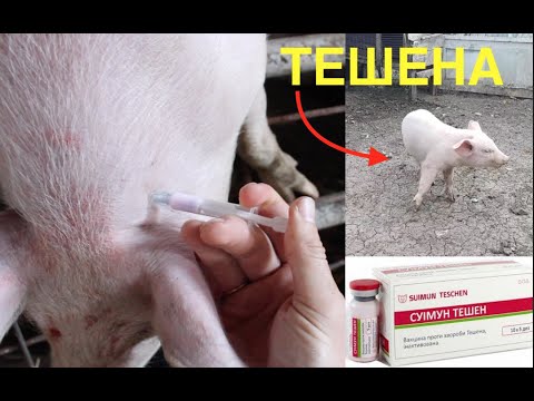 Видео: ПАРАЛИЧ У ПОРОСЯТ ИЛИ БОЛЕЗНЬ ТЕШЕНА/ЛЕЧЕНИЕ ИЛИ ВАКЦИНАЦИЯ?