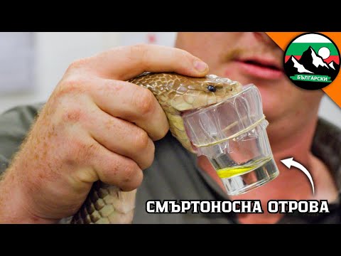 Видео: НАЙ-СМЪРТОНОСНАТА РАБОТА В СВЕТА - ДОЯЧ НА ЗМИИ 🐍 Brave Wilderness Български