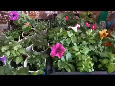 Видео: Уход за вегетативными черенками зимой. Обзор растений из черенков от агрофирмы Виола.