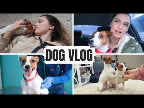 Видео: DOG VLOG || ПОХОД К ВЕТЕРИНАРУ/ ПОКУПКИ В ЗООМАГАЗИНЕ/ УЧИМ КОМАНДЫ