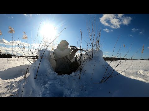 Видео: Cz557 lux 2 30-06 Пулей Federal Power Shok 150gr  Престрелка оптического прицела и Охота на лис