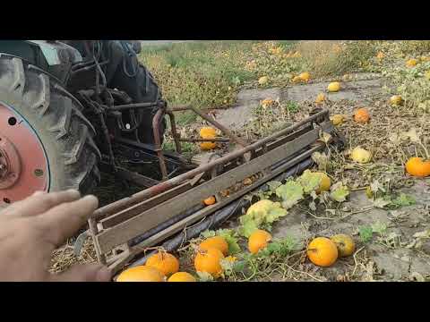 Видео: валкування гарбуза. + всяке різне)))