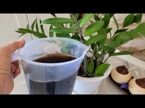Видео: Гүлдер сүйсініп ішетін қоспа.#plants #garden#домашниецветы#үйгүлдері #гүлдер