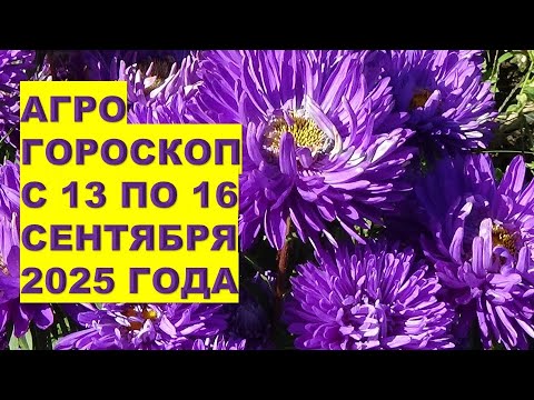 Видео: Что делать в саду с 13 по 16 сентября 2025?