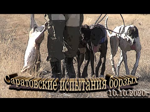 Видео: Саратовские областные испытания борзых собак по зайцу русаку и лисице 10 10 2020