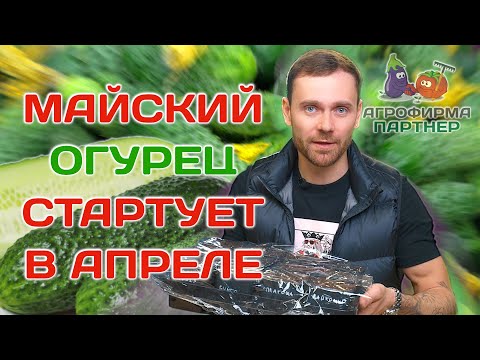 Видео: Сеем огурцы для раннего урожая | #семена #огород #огурцы