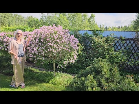 Видео: Цветение сирени Мейера Палибин. Прогулка по июньскому саду.