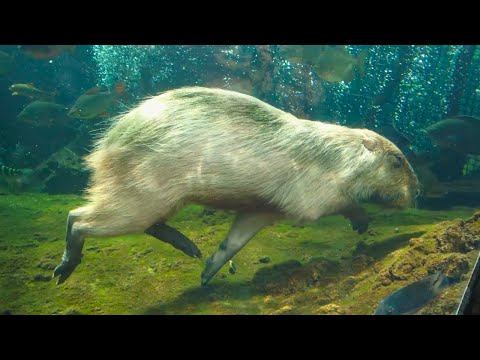 Видео: Милая капибара плавает под водой мем 😍 Аквапарк Накагава