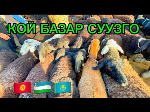 Видео: ОЗГОН КОЙ ЭЧКИ БААЛАРЫ 02.11.2025#памиртв #horse #rek 