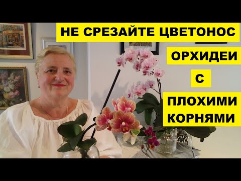 Видео: НЕ СРЕЗАЙТЕ ЦВЕТОНОС У ОРХИДЕИ С ПЛОХИМИ КОРНЯМИ