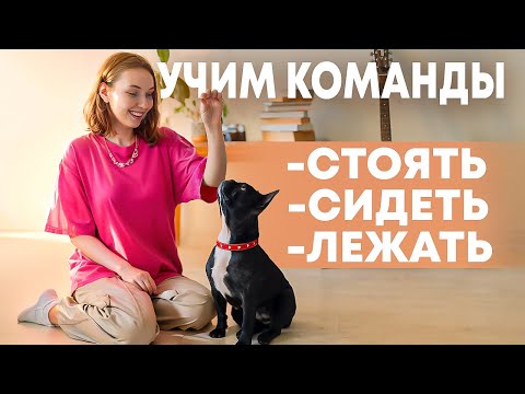 Видео: Как быстро научить собаку командам: сидеть, стоять, лежать? Мой опыт