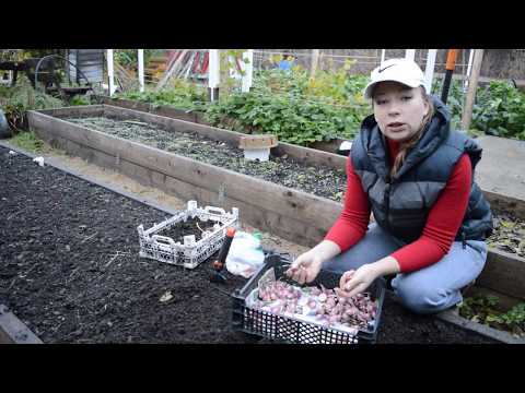 Видео: Когда и как сажать чеснок под зиму