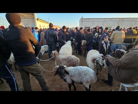 Видео: ХОРАЗМ ХАЗАРАСП КУЙ КУЧКОР БОЗОРИ НАРХЛАРИ 10 НОЯБРЯ 2024Г