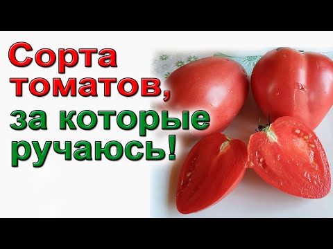 Видео: Каталог томатов для начинающих- не капризных, урожайных, вкусных.