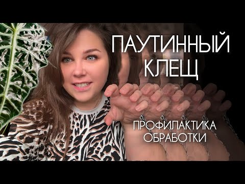 Видео: ПАУТИННЫЙ КЛЕЩ на комнатных растениях | МОЙ ОПЫТ БОРЬБЫ | обработка и профилактика