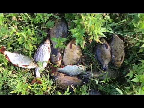 Видео: ВСЕ СОВОЛКИ ПОСТАВИЛ в ОДНО ОЗЕРО!