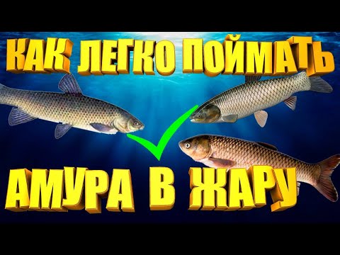 Видео: БЕЛОГО АМУРА поймает каждый кто УВИДИТ!!! Супер рабочая НАЖИВКА на БЕЛОГО АМУРА в ЖАРУ.