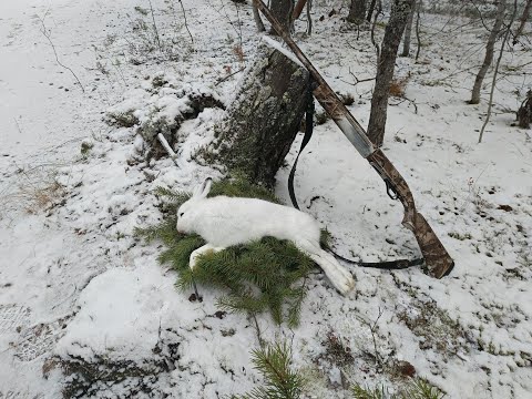 Видео: ВТОРОЙ-ПЕРВЫЙ СНЕГ! ТРОПЛЮ ЗАЙЦА В ОДНОГО!