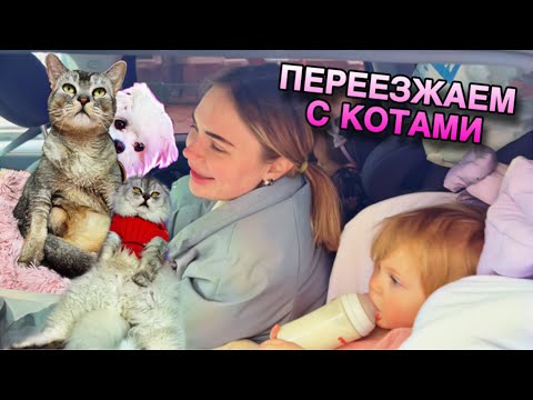 Видео: влог: ПЕРЕЕЗЖАЕМ С КОТАМИ И ДОЧКАМИ В ДЕРЕВНЮ